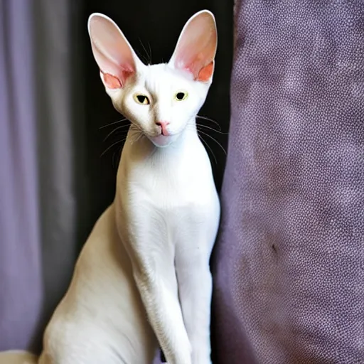 Image similar to white oriental shorthair cat with the largest most gigantic huge ears
