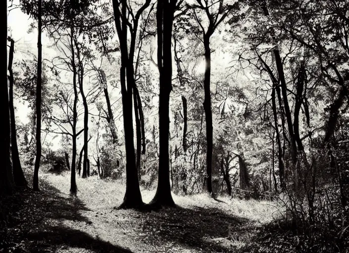 Prompt: forest path, ancient trees, shrew - silhouettes, shadowed, overgrown, hiding - treasure - hiding, serene evening atmosphere, color noir