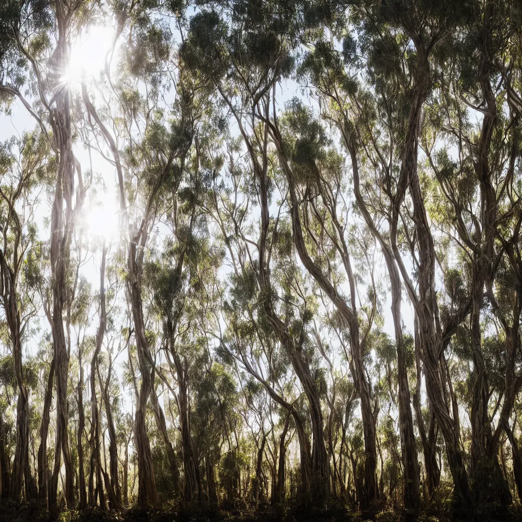 Image similar to long exposure photograph of eucalyptus trees, strong wind, back light, sony ar 7 ii, photographed by julie blackmon