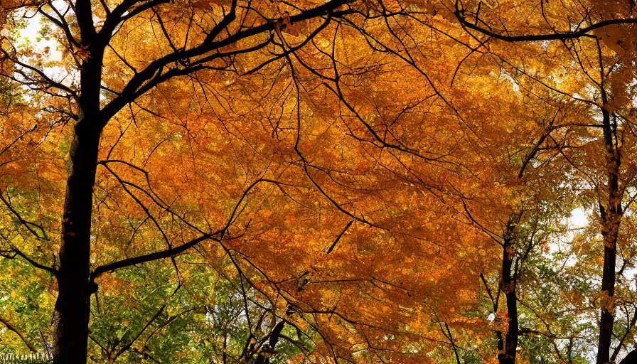 Prompt: autumn momiji, nikon d 8 1 0, ƒ / 2. 5, focal length : 8 5. 0 mm, exposure time : 1 / 8 0 0, iso : 2 0 0