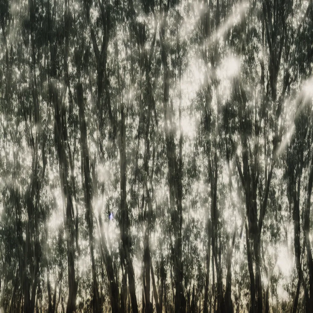 Prompt: double exposure photograph of eucalyptus trees, strong wind, back light, sony ar 7 ii, photographed by julie blackmon