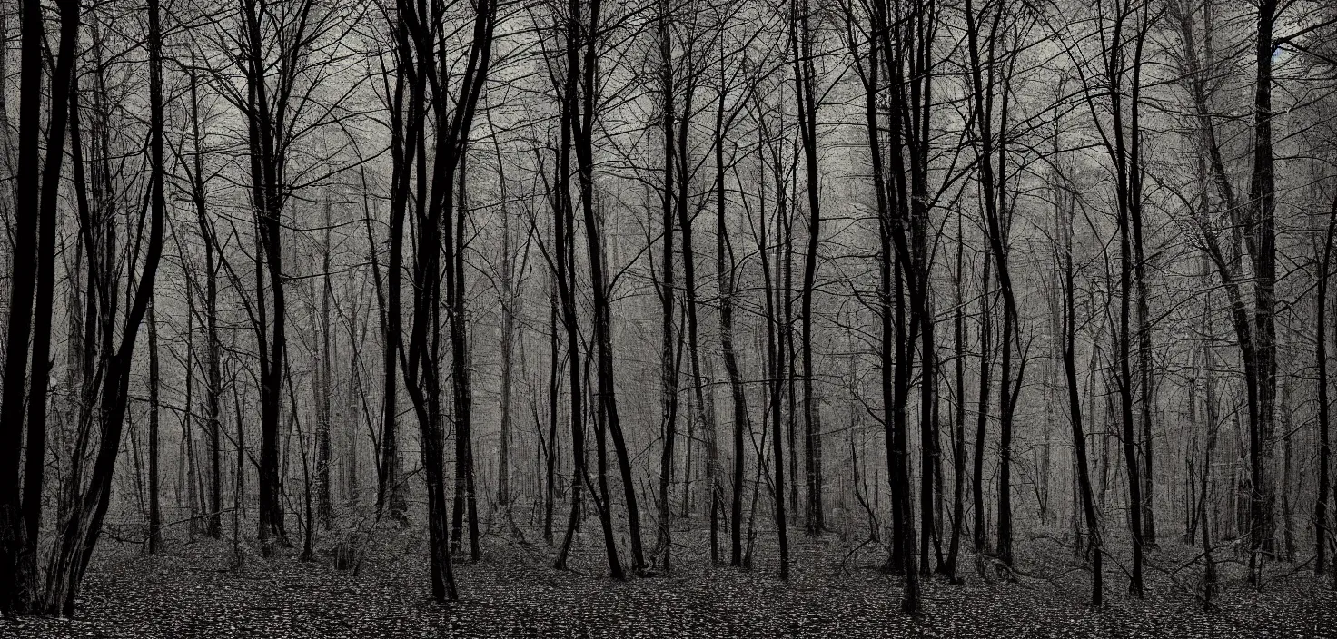 Image similar to dark forest by despain brian