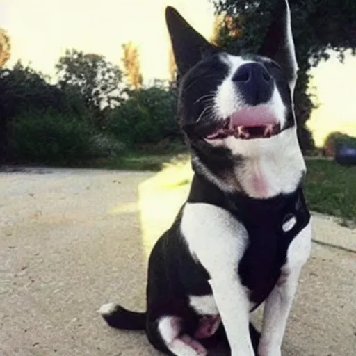 Prompt: photo of a dog that looks like bruce willis