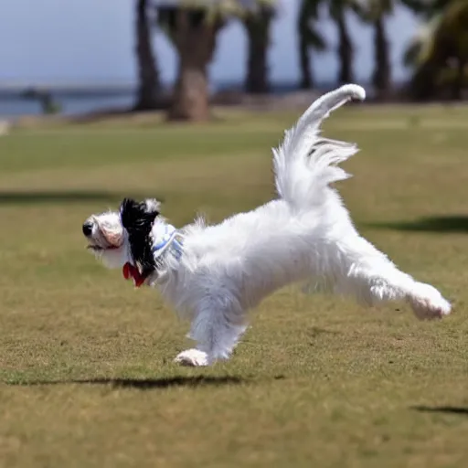 Prompt: a maltese doing a backflip