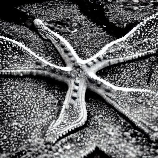 Prompt: North korean starfish monster, kaiju-eiga, thriller, monochrome, film grain, flare, backlit