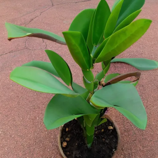 Image similar to Zamioculcas zamiifolia