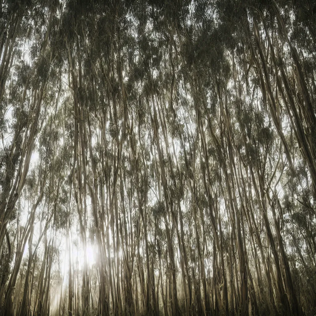 Prompt: long exposure photograph of moving eucalyptus trees in a strong wind, back light, sony ar 7 ii, photographed by julie blackmon