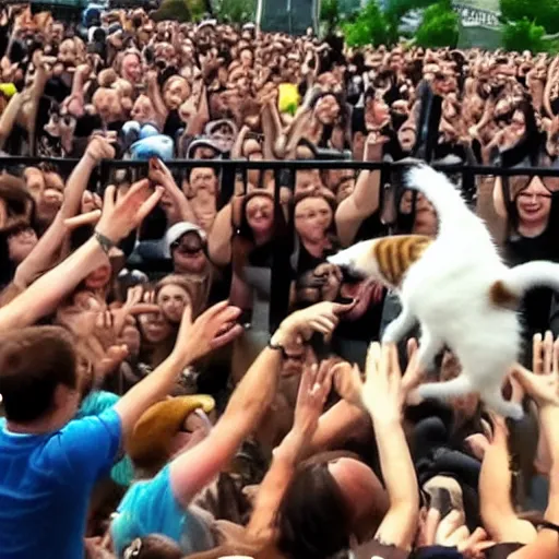 Image similar to stagediving cat