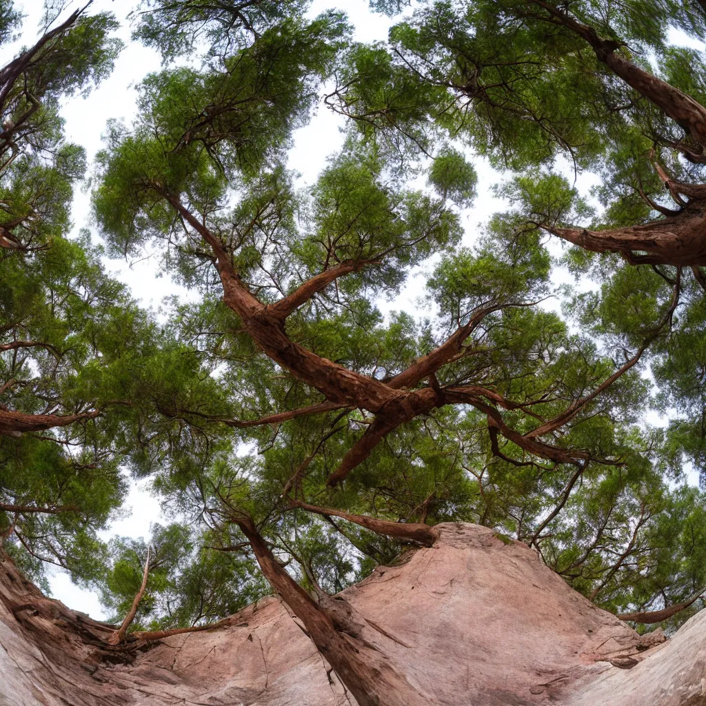 Image similar to 1 8 0 fisheye lens national park