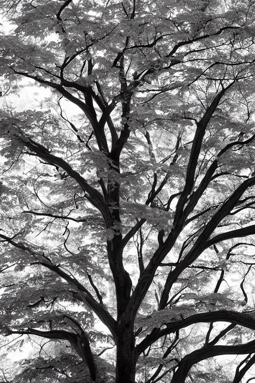 Image similar to maple tree old photo, back and white, detailed, wide shot