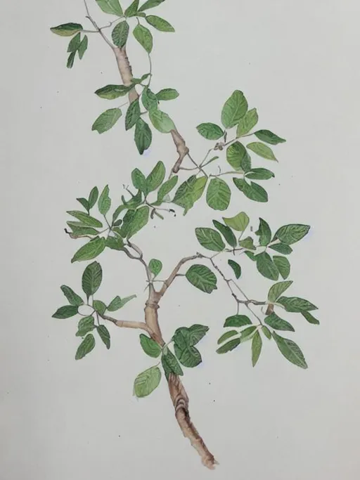 Prompt: Botanical illustration of an elm tree in watercolour.