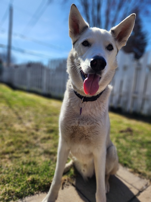SCOOBY DOO THE SIBERIAN HUSKY OpenArt