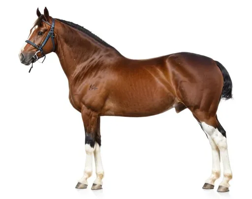 Prompt: Ultra realistic, beautiful horse, perfect Symetric