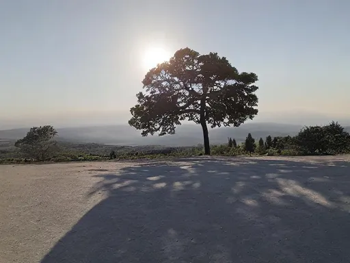 Prompt:  view on the Earth, A big tree with shadow 