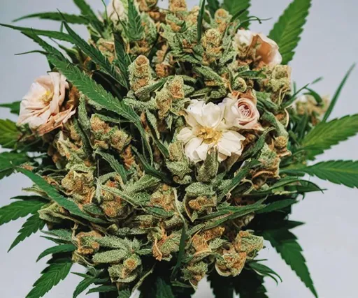 Prompt: Bouquet of cannabis flowers with a bow