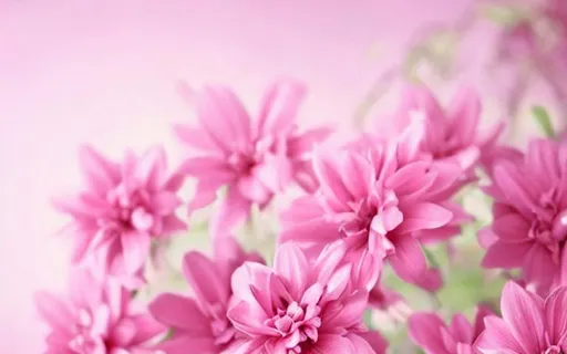 beautiful pink flowers | OpenArt