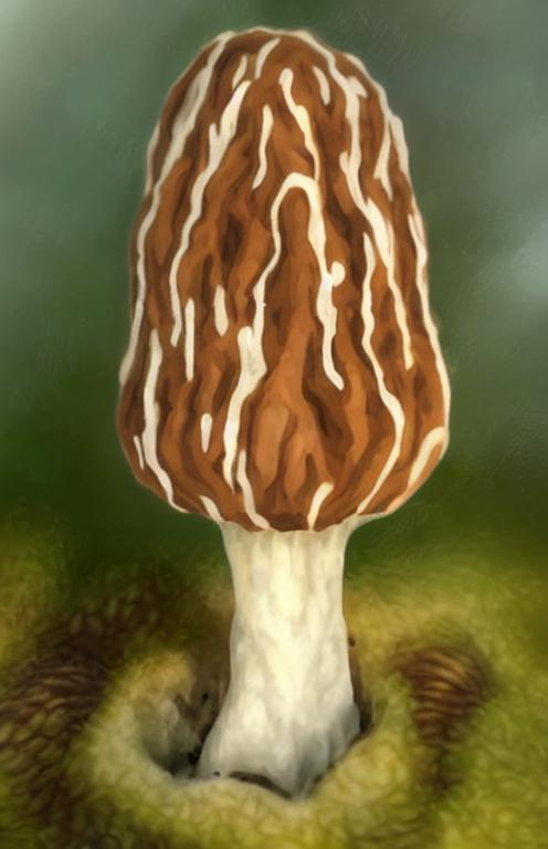 morel mushroom realism | OpenArt