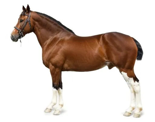 Prompt: Ultra realistic, beautiful horse, perfect Symetric