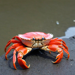Crab weepy