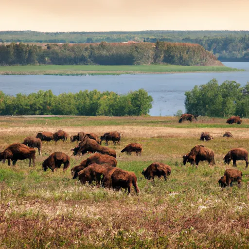 Prompt: a herd of bison graze in a wide river valley. great plains. realistic. photolike.