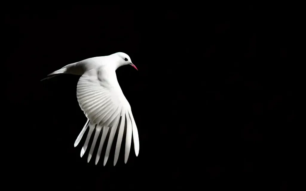 Prompt: A white bird, black background