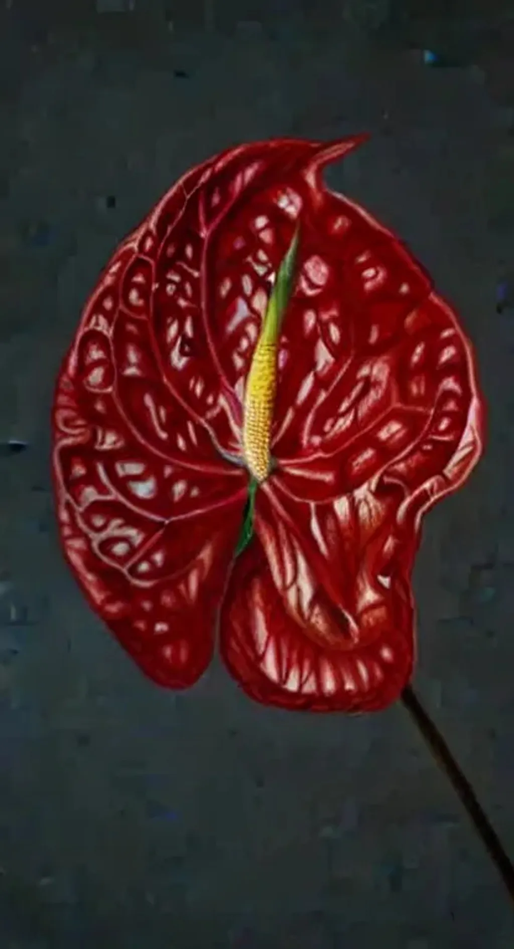 Prompt: colored pencil drawing of Anthurium plant, highly detailed, realism 